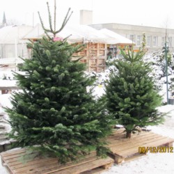 Predaj vianočné stromčeky živé